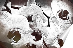  В тени орхидей