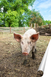   Постер Pig farming raising and breeding of domestic pigs..	