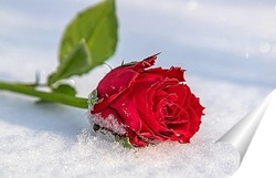   Постер Алая роза на снегу
