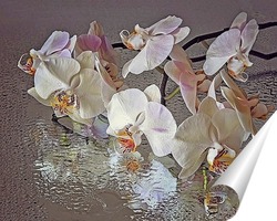   Постер Орхидея на мокром стекле