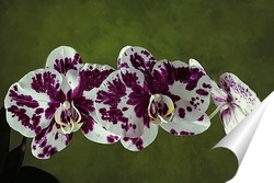   Постер Орхидея доритинопсис Фея Тиухбао