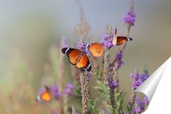   Постер Бабочки - Цветочки