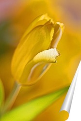   Постер Жёлтый тюльпан
