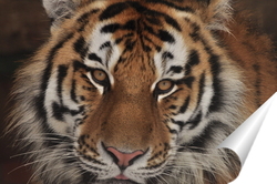   Постер амурский тигр
