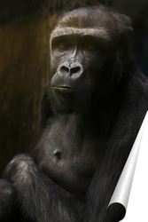   Постер шимпанзе