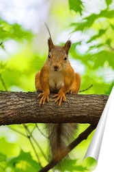  Red squirrel sitting on a tree branch in winter forest and nibbling seeds on snow covered trees background.