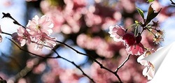   Постер Праздник цветения сакуры