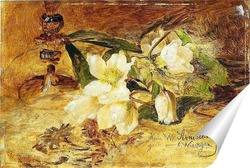   Постер Морозник чёрный