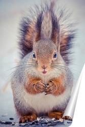  Red squirrel sitting on a tree branch in winter forest and nibbling seeds on snow covered trees background.