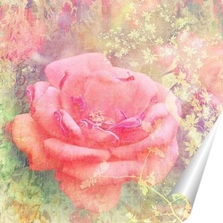   Постер Чайная роза
