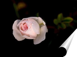  Красная роза