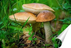  Козинка с лесными грибами
