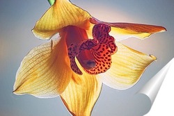   Постер Загадочна орхидея