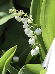  Lily-of-the-valley