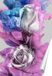  Разноцветная Роза