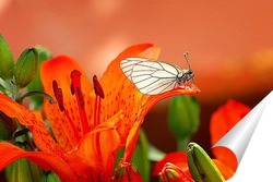  Красивая белая бабочка сидит на синем цветке в солнечный летний день