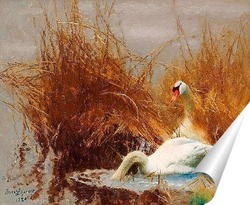   Постер Лебеди на воде