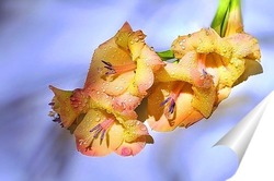   Рододендрон в цвету