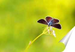   Постер красивая темная бабочка  сидит на лугу в окружении зеленой травы и солнечного света
