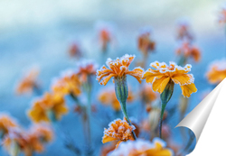   Постер Бархатцы в инее