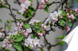  В моём городе сакура цветёт