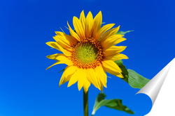   Постер Beautiful landscape with sunflower field over blue sky. Nature concept..	