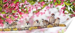  птицы в мае