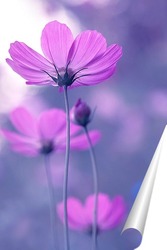  Минимализм с одуванчиком