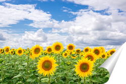   Постер Sunflower field landscape