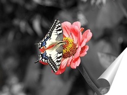  Бабочка на красном цветке
