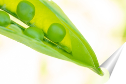   Постер Макрос растущего гороха в поле, спелого свежего зеленого горошка на органической ферме, зеленого горошка, висящего на растении