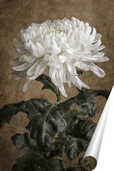   Постер Белая хризантема