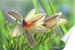  Червонец непарный (Lycaena dispar)