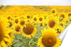  Beautiful landscape with sunflower field over blue sky. Nature concept..	