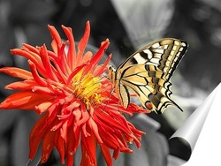   Постер Бабочка на красном цветке