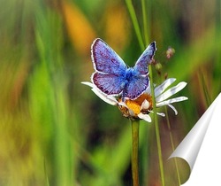  Бабочка на цветке лилии