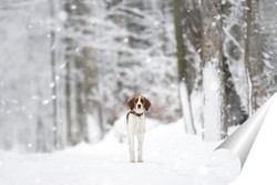   Постер Russian piebald hound. Portrait of a dog with red spots on a background of a winter forest.