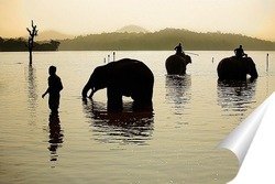   Постер Купание слонов