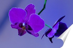   Постер орхидея 
