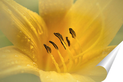   Постер Цветок жёлтой лилии
