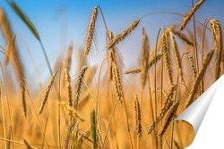   Постер Колосья пшеницы