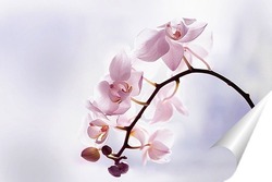   Постер Нежные орхидеи 3