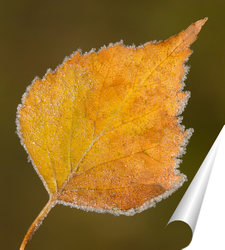  Постер Осенний лист дерева в ледяной изорози