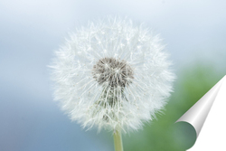   Постер Dandelion seed pod in a beautiful background	