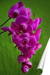   Постер Орхидея фаленопсис