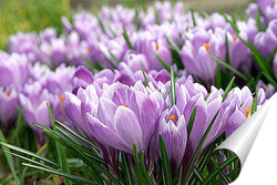  Куст крокуса весеннего (шафрана) на фиолетовом фоне