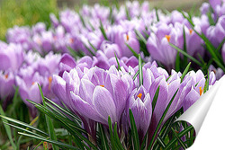  Purple Crocus Flowers in Spring. High quality photo..	