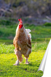   Постер Beautiful Rooster standing on the grass in blurred nature green background.rooster going to crow.