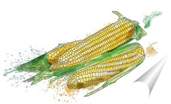   Постер Натюрморт с кукурузой