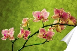  Орхидея фаленопсис Фейерверк